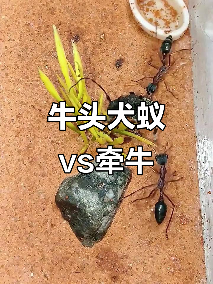 第戎战平对手，难分胜负